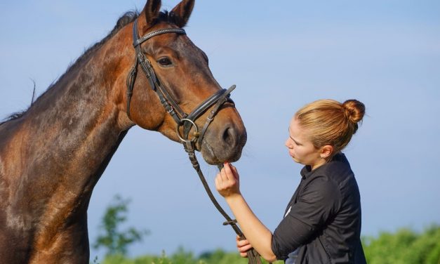 L&rsquo;apprentissage dans les métiers du cheval en Normandie